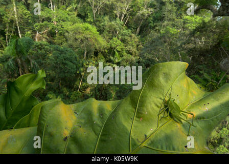 Sauterelle verte, Acrididae sp, sur de grandes feuilles au coeur de la forêt tropicale, 40 mètres de haut, Manu Wildlife Center, du Pérou, de la cime des arbres, la jungle. Banque D'Images