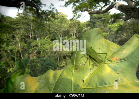 Sauterelle verte, Acrididae sp, sur de grandes feuilles au coeur de la forêt tropicale, 40 mètres de haut, Manu Wildlife Center, du Pérou, de la cime des arbres, la jungle. Banque D'Images