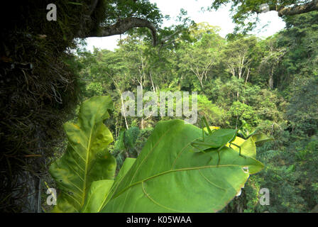 Sauterelle verte, Acrididae sp, sur de grandes feuilles au coeur de la forêt tropicale, 40 mètres de haut, Manu Wildlife Center, du Pérou, de la cime des arbres, la jungle. Banque D'Images