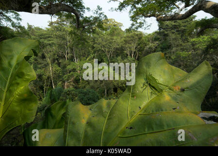 Sauterelle verte, Acrididae sp, sur de grandes feuilles au coeur de la forêt tropicale, 40 mètres de haut, Manu Wildlife Center, du Pérou, de la cime des arbres, la jungle. Banque D'Images