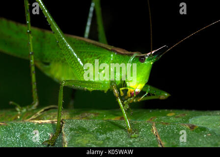 Conehead Katydid, Copiphora sp., Manu, Pérou, jungle, sur feuille. Banque D'Images