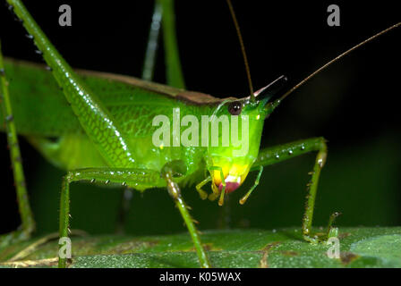 Conehead Katydid, Copiphora sp., Manu, Pérou, jungle, sur feuille. Banque D'Images