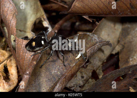 Ant de velours et sans ailes, Mutillidae Guêpe sp. sur les feuilles sur l'étage de la forêt tropicale, Iquitos, Pérou, Amazonie, puissant aiguillon, solitaire. Banque D'Images