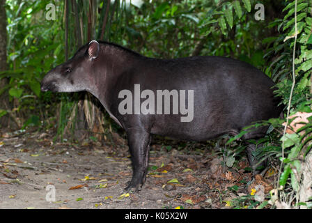Tapir Tapirus terrestris, brésilien, dans les forêts tropicales, Manu, Pérou, jungle, Amazonie, vulnérable. Banque D'Images