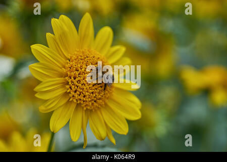 Fleur jaune en pleine floraison Helianthus decapetalus fermer jusqu'thinleaf à feuilles minces de Tournesol Le tournesol Banque D'Images