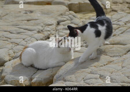 Deux chats s'aimer. Athènes, Grèce Banque D'Images