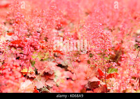 Glasgow, Ecosse, Royaume-Uni. 21 août, 2017. Météo France : affichage Floral dans les jardins de Pollok Country Park sur un ciel nuageux et humide après-midi. Credit : Skully/Alamy Live News Banque D'Images