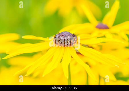 Glasgow, Ecosse, Royaume-Uni. 21 août, 2017. Météo France : affichage Floral dans les jardins de Pollok Country Park sur un ciel nuageux et humide après-midi. Credit : Skully/Alamy Live News Banque D'Images