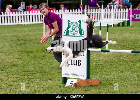 Rockingham, Northamptonshire, U.K. Kennel Club International. L'agilité du Festival. Border Collie. Banque D'Images