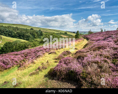 Heather le long de la Nidderdale long Ashfoldside près de Campsites Canet-en-Roussillon Greenhow Nidderdale AONB Yorkshire Angleterre Banque D'Images