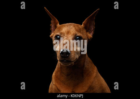 Chien pinscher nain sur noir Banque D'Images