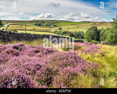 Heather en fleurs sur Low Moor près de Campsites Canet-en-Roussillon Bewerley Nidderdale AONB Yorkshire Angleterre Banque D'Images