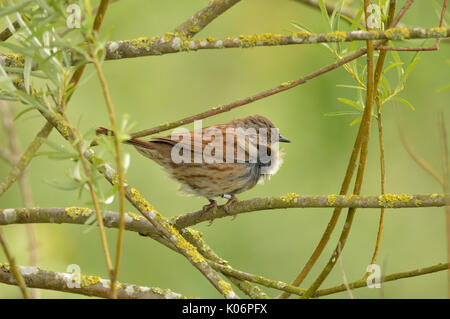 Couverture nid (aka Accentor) soufflant dans la brise Banque D'Images