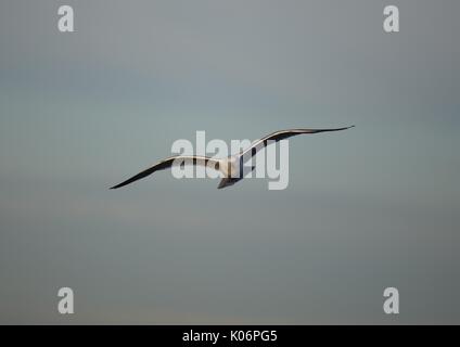 Seagull commun (Larus canus) en vol Banque D'Images