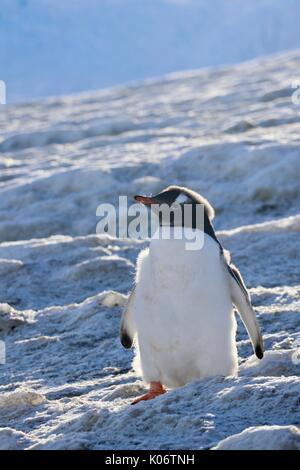 Lever du soleil dans l'Antarctique Banque D'Images