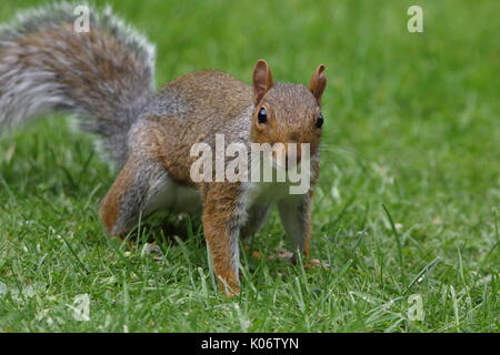 L'écureuil gris Sciurus carolinensis, nourriture, dans l'herbe ; UK Banque D'Images