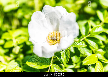 Gros plan macro de fleur de rose musquée rose rugosa blanc sur Bush dans le Maine avec bumblebee Banque D'Images