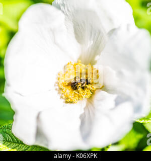 Gros plan macro de fleur de rose musquée rose rugosa blanc sur Bush dans le Maine avec bumblebee Banque D'Images