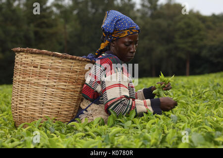 La cueillette du thé, forêt de Kakamega, Kenya, plateau utilisé comme tampon dans l'activité humaine sur la forêt d'boundariy Banque D'Images