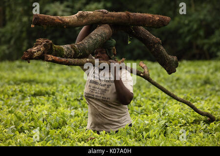 Femme portant sur la tête de bois, forêt de Kakamega, dans l'ouest de l'provinice , Kenya Banque D'Images