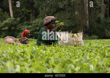 La cueillette du thé, forêt de Kakamega, Kenya, plateau utilisé comme tampon dans l'activité humaine sur la forêt d'boundariy Banque D'Images