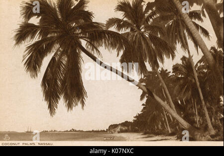 Cococotiers, Nassau, Bahamas, Antilles Banque D'Images