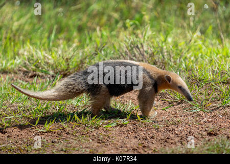 Le sud de tamandua tamanoir Tamandua (collier ou tetradactyla), Pantanal, Mato Grosso do Sul, Brésil Banque D'Images