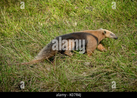 Le sud de tamandua tamanoir Tamandua (collier ou tetradactyla), Pantanal, Mato Grosso do Sul, Brésil Banque D'Images