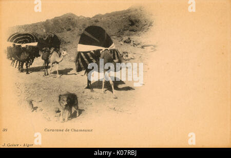 Caravane de chameaux et chien en Algérie Banque D'Images