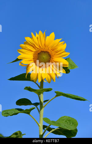 Tournesol (Helianthus annuus) against blue sky, Rhénanie du Nord-Westphalie, Allemagne Banque D'Images