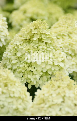 Hydrangea paniculata 'Limelight' affichant des grappes de fleurs voyantes et crème citron vert dans un jardin anglais en été (août) Banque D'Images