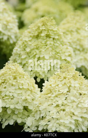 Hydrangea paniculata 'Limelight' affichant des grappes de fleurs voyantes et crème citron vert dans un jardin anglais en été (août) Banque D'Images