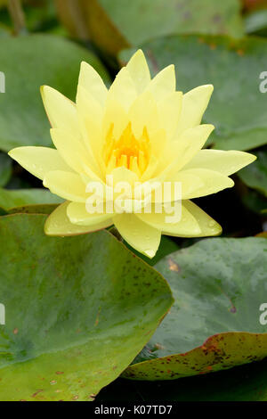 Nénuphar jaune (Nymphaea), variété Joey Tomocik, Rhénanie du Nord-Westphalie, Allemagne Banque D'Images