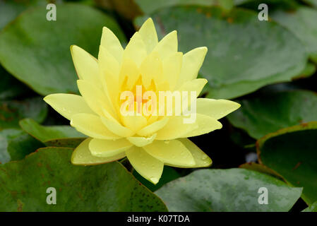 Nénuphar jaune (Nymphaea), variété Joey Tomocik, Rhénanie du Nord-Westphalie, Allemagne Banque D'Images