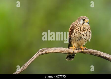 Faucon crécerelle (Falco tinnunculus), femme assise sur une branche, le Parc National Kiskunság, Hongrie Banque D'Images