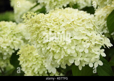 Hydrangea paniculata 'Limelight' affichant des grappes de fleurs voyantes et crème citron vert dans un jardin anglais en été (août) Banque D'Images