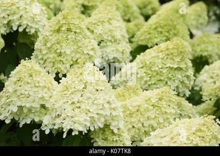 Hydrangea paniculata 'Limelight' affichant des grappes de fleurs voyantes et crème citron vert dans un jardin anglais en été (août) Banque D'Images