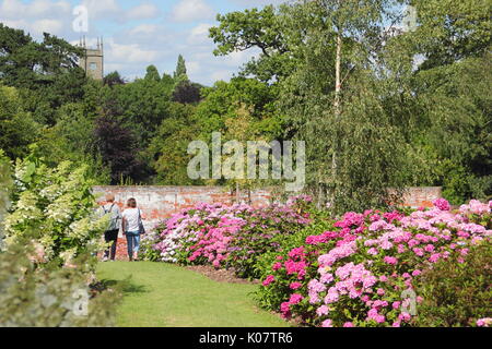 Visiteurs parcourir la collection nationale d'hortensias en fleurs dans le jardin clos à Darley Park, Derby, England, UK - Août Banque D'Images