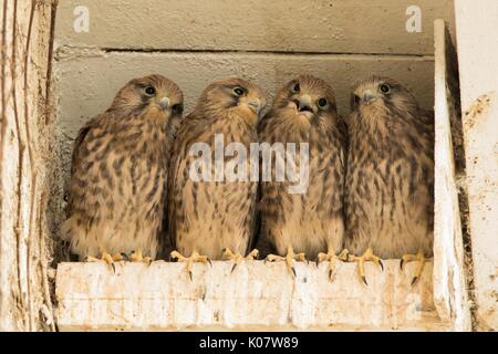 Quatre jeunes faucons crécerelles (Falco tinnunculus commun) dans la boîte du nid, Hesse, Allemagne Banque D'Images