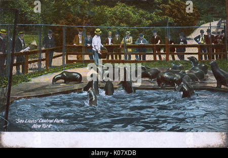 Sea Lions à Central Park, New York, États-Unis Banque D'Images