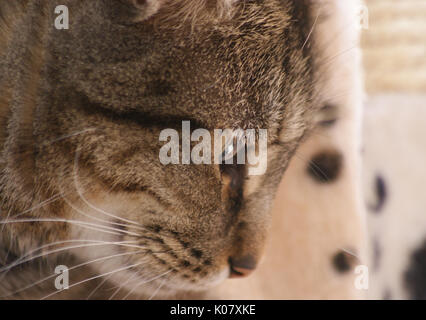 BRITISH SHORTHAIR DOMESTIQUE TABBY CAT CLOSE UP FACE PORTRAIT AVEC LES YEUX ET LE NEZ Banque D'Images