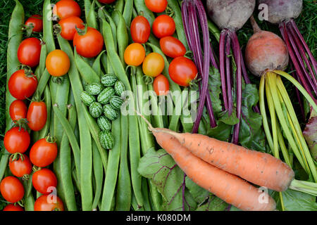 Tomates mûres, haricots, carottes, betteraves et cucamelons recueillies à partir de l'adjudication est fraîchement Banque D'Images