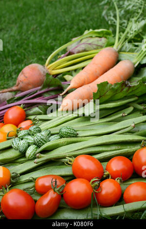 Tomates rouges mûres à point sélectives avec des légumes frais - carottes, haricots, betteraves et cucamelons Banque D'Images