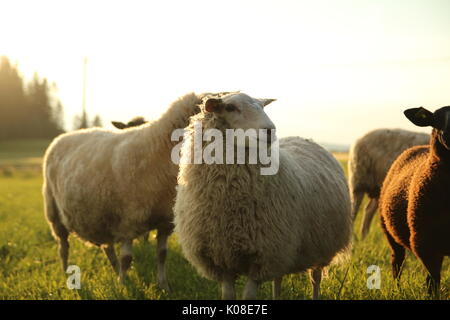 Mouton debout dans un pré, Inderøy (Trøndelag, Norvège) Banque D'Images