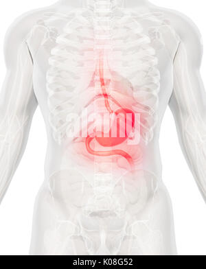 3d illustration de l'estomac, une partie de l'anatomie du système digestif, détail. Banque D'Images