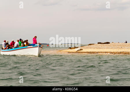 Observation des phoques sur les excursions en bateau au point Blakeney Norfolk Banque D'Images