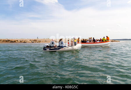 Observation des phoques sur les excursions en bateau au point Blakeney Norfolk Banque D'Images