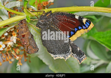 Camberwell Beauty Butterfly (Nymphalis antiopa) et vide chrysalide Banque D'Images