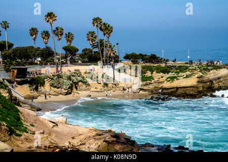 Cove beach nager à la Jolla en Californie usa Banque D'Images