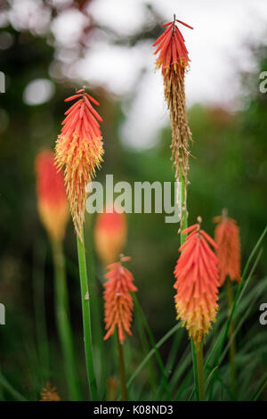 Kniphofia ou red hot poker avec sa grande usine de pics initiaux très rouge, jaune et orange fleurs Banque D'Images